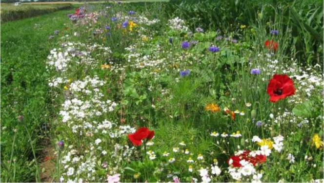 Les Petites Fermes Agro-écologiques : la Solution pour une Alimentation Durable ? Les Petites Fermes Agro-écologiques : la Solution pour une Alimentation Durable ?