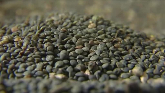 Biodiversité : une association échange les semences paysannes en Périgord