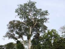 En Afrique, les hommes quittent la forêt et les arbres meurent
