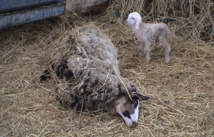 Né lors d'un transport vers l'abattoir Né lors d'un transport vers l'abattoir
