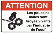 Des millions de poussins sont hachés vivants chaque jour pour produire des oeufs (vidéo