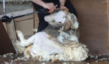 L'horreur de la tonte des moutons pour leur laine : une généralité ? (vidéo) L'horreur de la tonte des moutons pour leur laine : une généralité ? (vidéo)