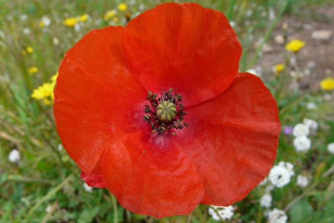 Nous voulons des coquelicots Nous voulons des coquelicots