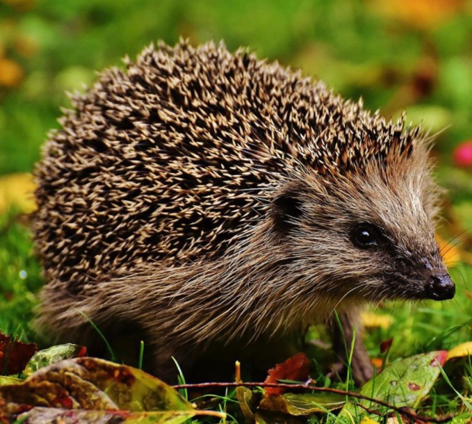 Essonne : Deux hommes arrêtés pour braconnage après avoir chassé des hérissons