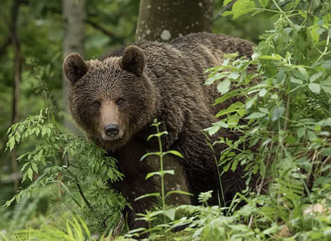 Les lois pour le bien-être animal se multiplient aux États-Unis Les lois pour le bien-être animal se multiplient aux États-Unis