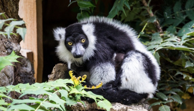 La parc animalier de Landiras a sauvé des animaux des incendies de Gironde La parc animalier de Landiras a sauvé des animaux des incendies de Gironde
