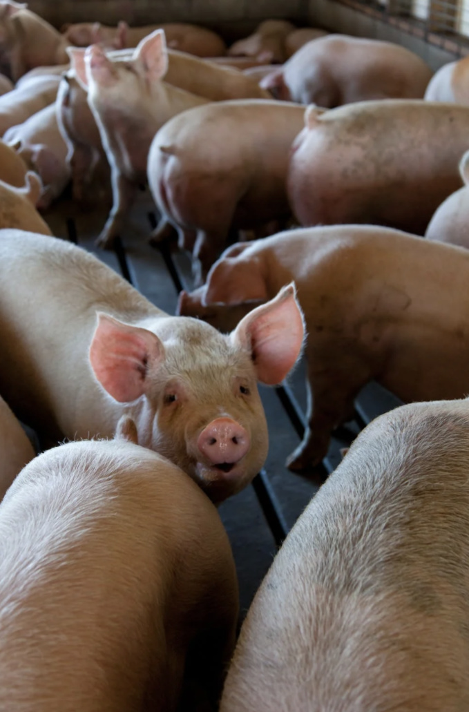 Marne : Un élevage de cochons intensif épinglé par L214 pour des claquages de porcelets à mort Marne : Un élevage de cochons intensif épinglé par L214 pour des claquages de porcelets à mort