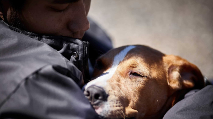 Nouveau numéro pour la protection animale : les associations azuréennes satisfaites, mais pas totalement convaincues Nouveau numéro pour la protection animale : les associations azuréennes satisfaites, mais pas totalement convaincues