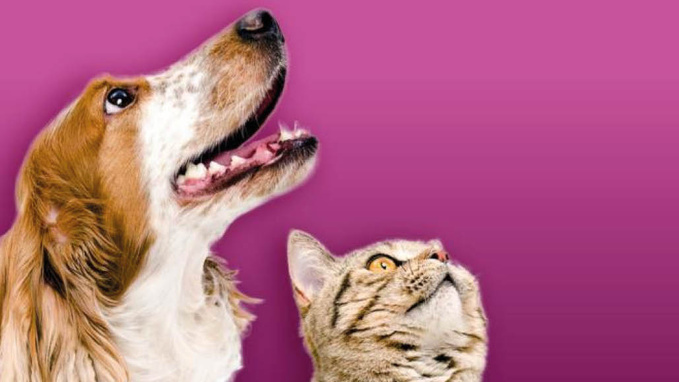 Le Gouvernement lance un plan national pour améliorer le bien-être des animaux de compagnie