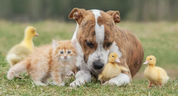 En France, le droit des animaux avance… mais reste piégé par traditions et exceptions