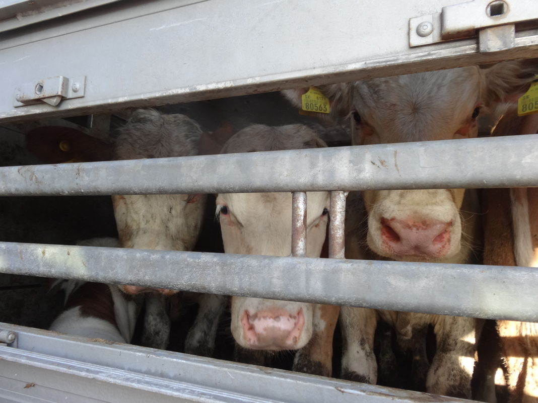 26 ONG lancent un manifeste pour inscrire la condition animale dans le débat politique