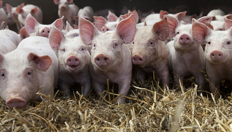 Exigez de votre député la vidéosurveillance dans les abattoirs !