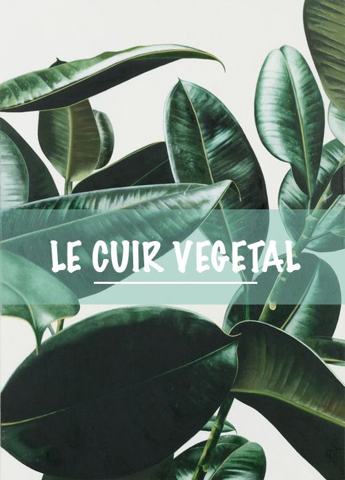 L’économie circulaire du cuir végétal