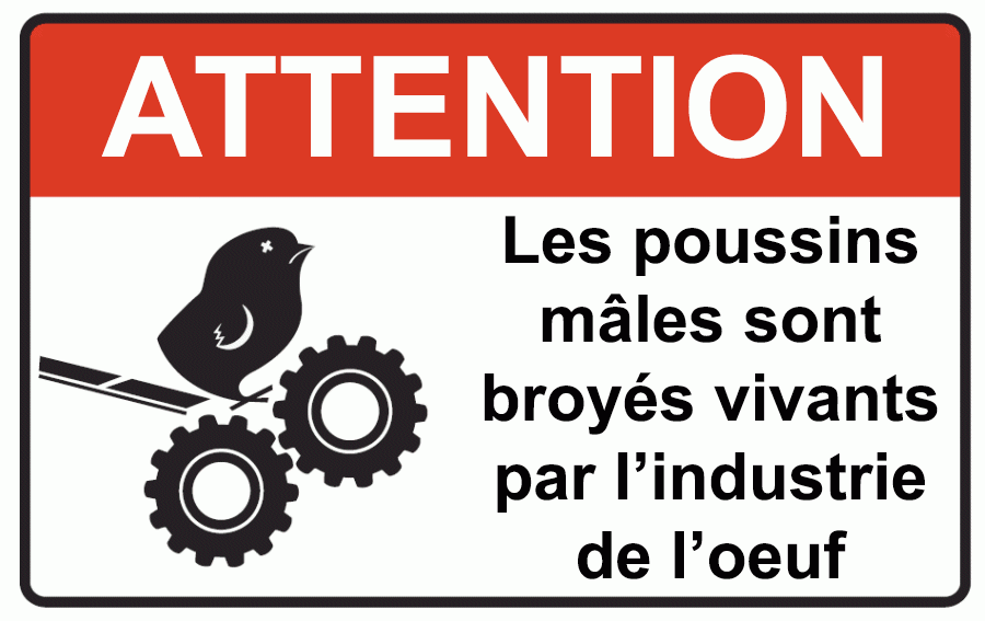 Des millions de poussins sont hachés vivants chaque jour pour produire des oeufs (vidéo