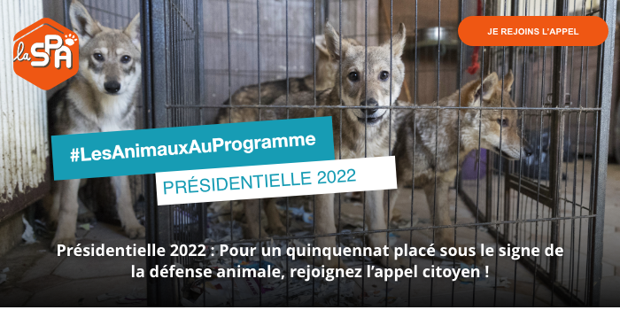 Les Animaux au programme