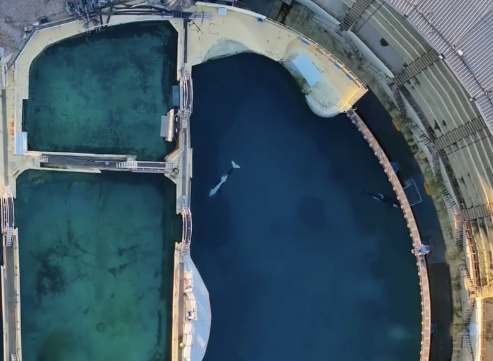 "Urgence" à Marineland : quatre mois après la fermeture précipitée du parc aquatique, les images déchirantes des orques et des dauphins abandonnés dans leur bassin