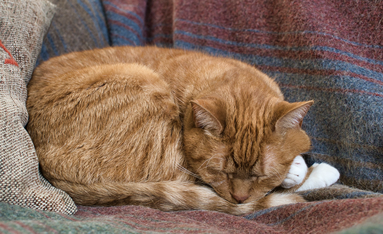 Chats torturés devant caméra : le commerce atroce des vidéos de torture animale