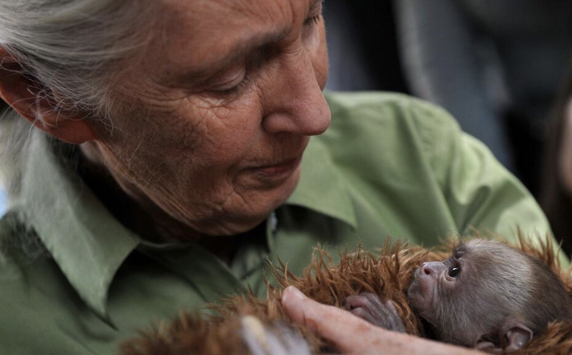 Jane Goodall, icône de la protection animale, est morte