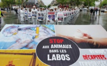 Des tests toxicologiques sur des cellules, une alternative à l'expérimentation animale