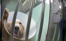 PETA interpelle le Téléthon sur le financement de tests sur les animaux