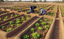 Comment l'agroécologie dessine le monde de demain, durable et pacifique