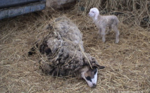 Né lors d'un transport vers l'abattoir