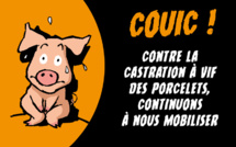contre la castration des porcelets