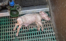 Une vidéo de L214 dénonce un scandale sanitaire dans un élevage breton de cochons