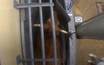 Procès de l'abattoir du Vigan