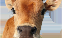 Éliminez les animaux de votre assiette avec ces cinq astuces simples