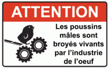 Des millions de poussins sont hachés vivants chaque jour pour produire des oeufs (vidéo