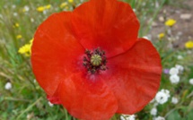 Nous voulons des coquelicots