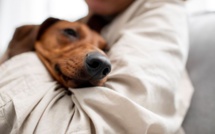 LÉGISLATION SUR LA PROTECTION ANIMALE