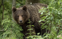 Les lois pour le bien-être animal se multiplient aux États-Unis