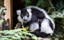 La parc animalier de Landiras a sauvé des animaux des incendies de Gironde