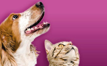 Le Gouvernement lance un plan national pour améliorer le bien-être des animaux de compagnie