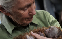 Jane Goodall, icône de la protection animale, est morte