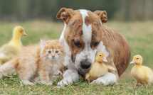 En France, le droit des animaux avance… mais reste piégé par traditions et exceptions